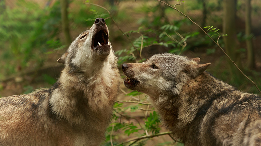 Poczuj harmonię z naturą